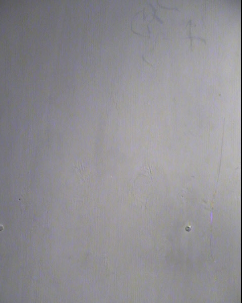 MONTI RAY LEPUR Mugshot / Maricopa County Arrests / Maricopa County Arizona